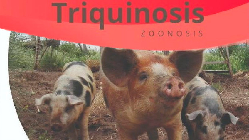 Triquinosis