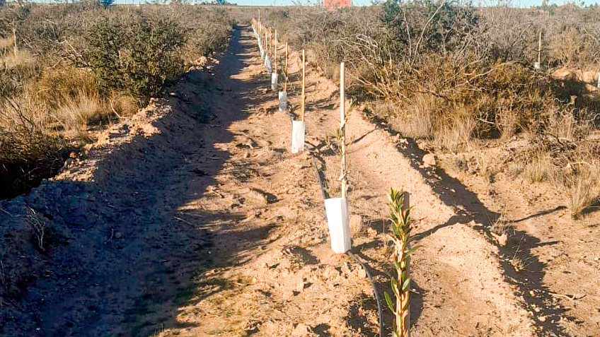 Olivicultura en Ramos