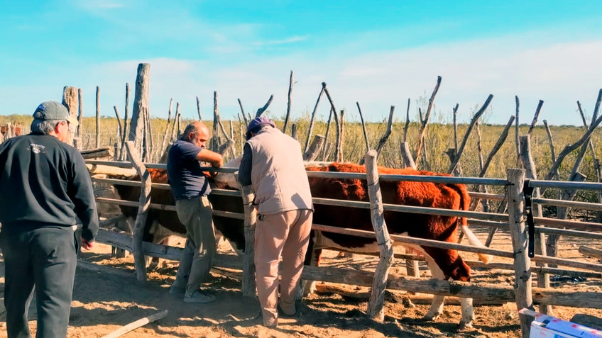 Visita a Establecimientos Ganaderos